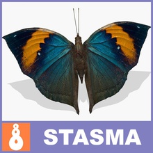 kallima animal asia butterfly camouflage coast fauna forest india insects japan jungle life model mountain nature oakleaf orange shore stasma tropical wild 3d print model - Mito3D