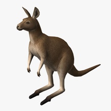 Känguru Tier Australien Rand int3lig3nt loop niedrigere säugetier Modell poly Topologie 3d print model - Mito3D