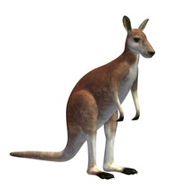 kanguru v1 kırmızı erkek hayvanlar yazdırılabilir lowpoly 3d print model - Mito3D