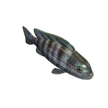 kenyi cichlid v1 fish aquatic life printable lowpoly 3d print model - Mito3D