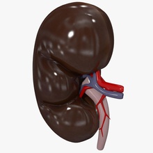 kidney display model 3d molier anatomy body character human internal medical organs reference science vray 3d print model - Mito3D