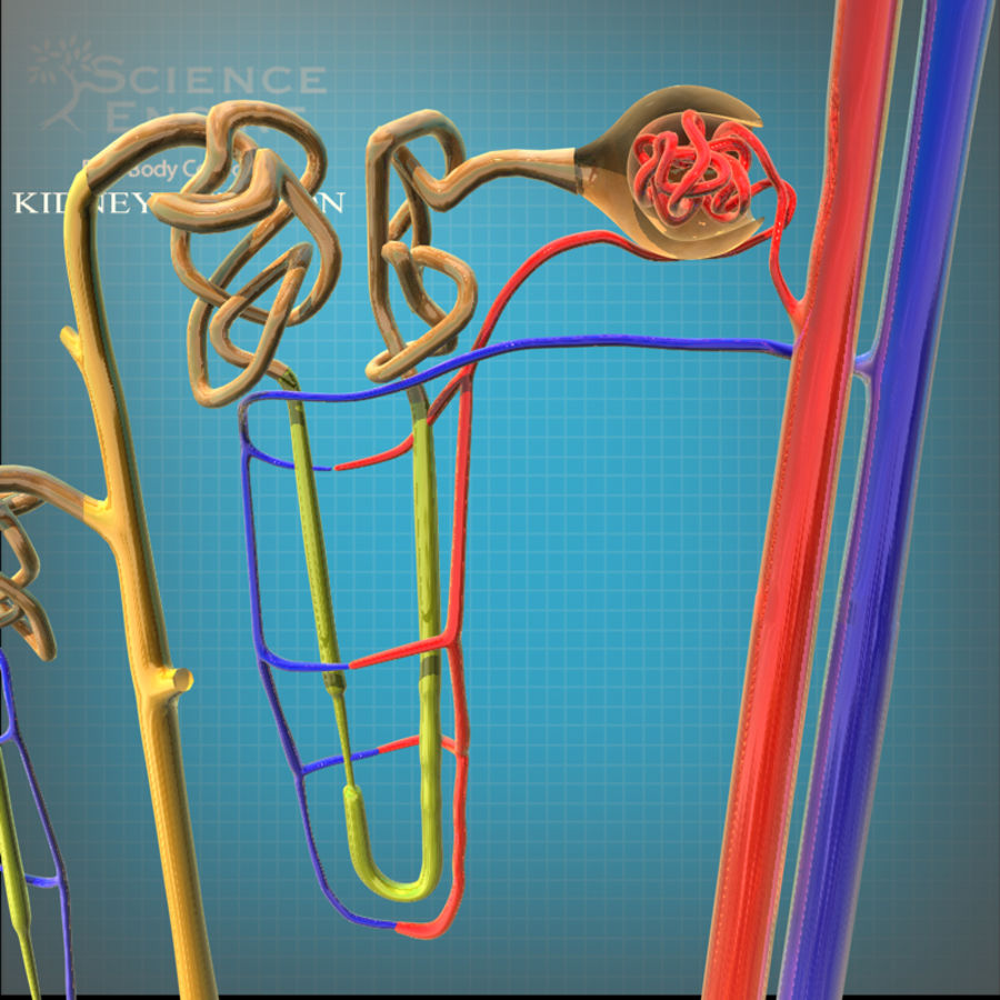 böbrek anatomi vücut karakter dolaşım kapalı insan tıbbi model sonuçta bilim scienceengine Üroloji görünüm 3D print model - Mito3D