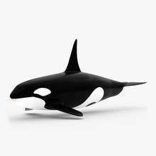 killer-Wal Tier blender cg killer säugetier Meister Modell Ozean orca Meer Wal 3d print model - Mito3D