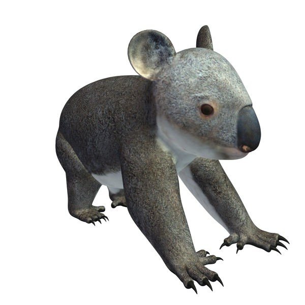 koala v1 masculino a los animales imprimible lowpoly 3D print model - Mito3D