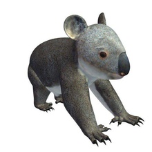koala v1 de sexe masculin animaux imprimable lowpoly 3d print model - Mito3D
