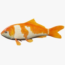 carpe koi amaranthus l'aquarium de la caractère couleur commun du poisson frais jeu japon le japonais lac bas modèle kois d'orange les animaux compagnie poly l'étang prêt réel en temps l'eau 3d print model - Mito3D