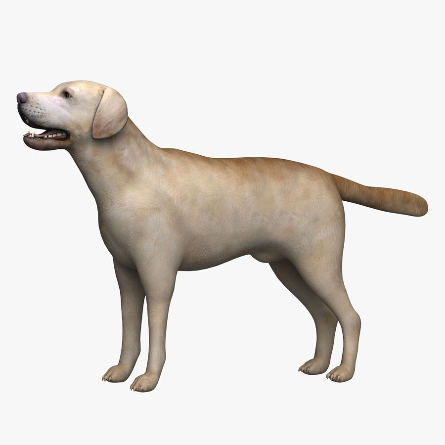 - labrador 3d wanderer animal boxer canine teckel dobermann chien les mammifères de modèle chiens type pinscher rottweiler terrier 3D print model - Mito3D