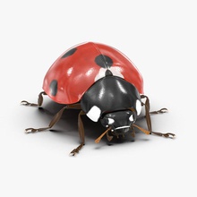 ladybug 3d molier adalia animal beetle biology bipunctata bug coccinellidae detail insects international lady ladybird model natural nature photoreal red spotted wild wildlife 3d print model - Mito3D