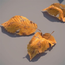 leaves autumn beech branch bushes collection dead fall fbx foliage forest igorov leaf leave maya mb model nature obj plant shrubs tree vegetation vray 3d print model - Mito3D