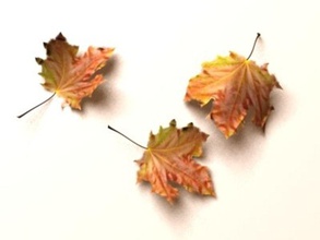les feuilles de l'automne morts décoloré - déposer sec la fleur le feuillage feuille leafage l'érable chêne l'usine rouillé d'arbre en arbre végétation virez 3d print model - Mito3D