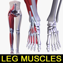 leg muscles anatomy body bone character female finger foot human legs leo3dmodels model muscle musculature ribbed shoulder skeleton spine tendon 3d print model - Mito3D