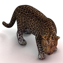 le léopard de l'afrique animal la bête cat féline giimann jungle maillage modèle peau spotted sauvage 3d print model - Mito3D