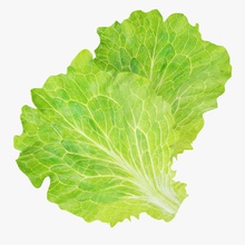 des feuilles de laitue 3d 3ds les aliments frais juteux la feuille max modèle produit esquisse studios savoureux légumes veggie vitamines vray 3d print model - Mito3D