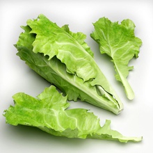 lettuce food fresh green korekoko model salad vegetable 3d print model - Mito3D