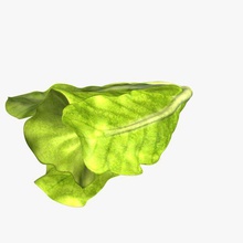 lettuceromaine v1 romaine lettuce food printable lowpoly 3d print model - Mito3D
