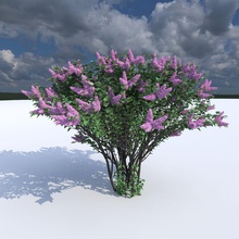 leylak 3 öğe çiçekli 3d mimarlık çiçeği çalılar çevre dış çiçek orman bahçe hedges öğeleri manzara lila model doğa palya30 otopark bitki küçük ağaç örtüsü 3d print model - Mito3D