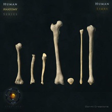 membro ossos anatomia braço osso fêmur a fíbula humanos úmero as pernas membros médica modelo oormicreations raio ciência esqueleto tibia ulna 3d print model - Mito3D