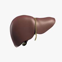 karaciğer anatomi biyoloji vücut karakter insan model organ sistem hayati zames1992 3d print model - Mito3D
