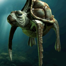 tortue caouanne amphibiens animal de l'œil flipper la bas mrgrotey poly mer shell l'eau 3d print model - Mito3D