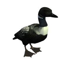 loon v1 pacific male adult animals printable lowpoly 3d print model - Mito3D