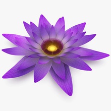 lotus çiçeği 3d 3dror Görünümüdür su fbx çiçek taze Tatlı göl lily max model nymphaeaceae pad bitki gölet gerçekçi altında sualtı V-ray'in 3d print model - Mito3D