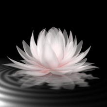 lotus water lilli fishon flower lili lilly lily plant small waterlilly waterlily 3d print model - Mito3D