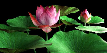 lotus aquário flora flor modelo planta rajeshbalan água 3d print model - Mito3D
