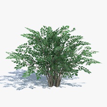 low poly bush abramsdesign bare bushes dead fall foliage forest game green lower model nature plant ready real realistic shrubs small summer time tree vegetation winter 3d print model - Mito3D