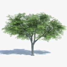 low poly elm tree abramsdesign american bare dead deciduous fall foliage forest game green lower model nature plant ready real realistic summer tall time vegetation winter 3d print model - Mito3D