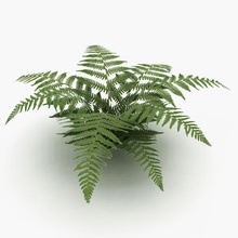 low poly ferns bracken bushes decoration fern forest fox fps game jungle leaf lower lowpoly model nature plant realtime small tree tropical 3d print model - Mito3D