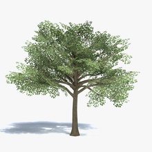 low poly de taille moyenne l'arbre abramsdesign nu morts à feuilles caduques l'automne le feuillage la forêt jeu vert bas moyen modèle nature l'usine prêt réel réaliste d'été haut temps d'arbre en arbre végétation d'hiver 3d print model - Mito3D