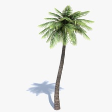 low poly palm tree 2 abramsdesign beach deciduous foliage forest game green lower lowpoly model nature plant ready real realistic summer tall time tropical vegetation 3d print model - Mito3D