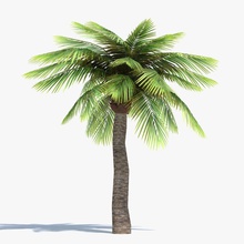 low poly palm tree abramsdesign beach deciduous foliage forest game green lower lowpoly model nature plant ready real realistic summer tall time tropical vegetation 3d print model - Mito3D