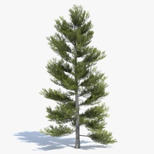 low poly pine tree 2 abramsdesign bare conifer dead foliage forest game green lower lowpoly model nature plant ready real realistic summer tall time vegetation winter 3d print model - Mito3D