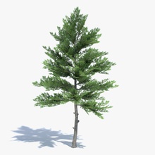 low poly pine tree abramsdesign bare conifer dead foliage forest game green lower lowpoly model nature plant ready real realistic summer tall time vegetation winter 3d print model - Mito3D