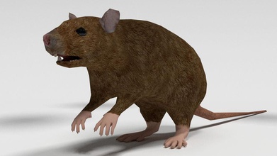 low-poly Ratte Tier blenderguyz Charakter niedrigere Modell Maus poly ratatouille nagetier 3d print model - Mito3D