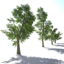 low poly tree collection bloo3d environments game landscape lower mobile model nature plant ready terrain unity unreal 3d print model - Mito3D