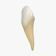 bas canine l'anatomie corps caractère de la couronne le canin dechev dentition l'émail l'homme mandibulaire modèle bouche nikola personnes réaliste dents 3d print model - Mito3D