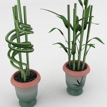 lucky bamboo accent asian boarini chinese decor decoration dracaena furnished furnishings furniture japanese leafy model picture plant pot sanderiana small vase zen 3d print model - Mito3D