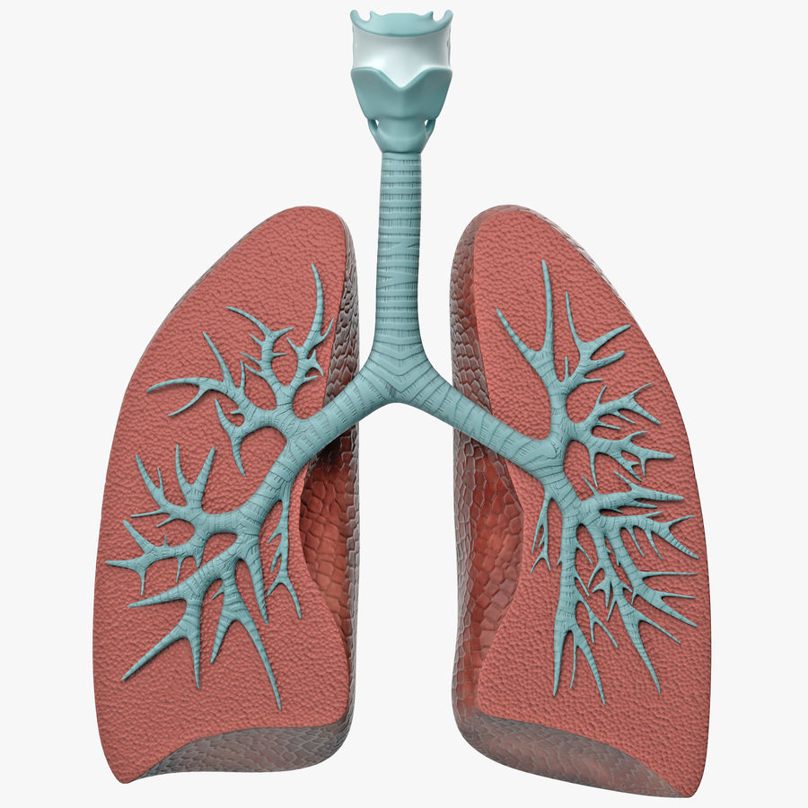 poumon de l'anatomie la dissection modèle 3d molier anatomique biologie corps cuted l'éducation l'homme à l'intérieur interne international du médicaux les organes des voies respiratoires science système trachée vray 3D print model - Mito3D