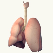 akciğerler anatomik olarak anatomi vücut karakter doğru insan iç akciğer tıbbi tıp model oprimeanimus organizma organ insanlar gerçekçi solunum bilim sistem trakea 3d print model - Mito3D