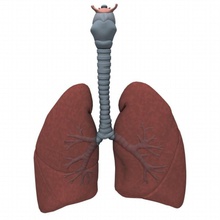 pulmones 3dmb la anatomía cuerpo bronquial los bronquios carácter epiglotis humanos interna laringe el lóbulo de pulmón órganos respiratoria sistema tórax tráquea 3d print model - Mito3D