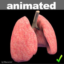 lungs animated 3ds anatomy animation body breath character human lung mat model pulmonary respiratory system torso trachea unjosnav worldanatomy 3d print model - Mito3D