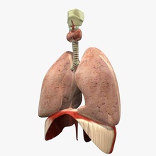 lungs diaphram anatomy air airvesicle body bronchias bronchus carrara1 character diaphragm human larynx lung model organs pelvis ribcage sacrum spine sternum torso trachea 3d print model - Mito3D
