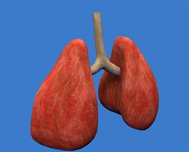 Lunge die anatomische Anatomie Körper Charakter Kreislaufsystem Sammlung Mensch medizinische Modell pulmonale der Atemwege stuart7 system 3d print model - Mito3D