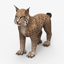 lynx brown animal bobcat caracal carnivore cat discovery feline forest game hunt hunter jungle lower mammal model nature paws poly species tero vescan victor wild wildcat zoo 3d print model - Mito3D