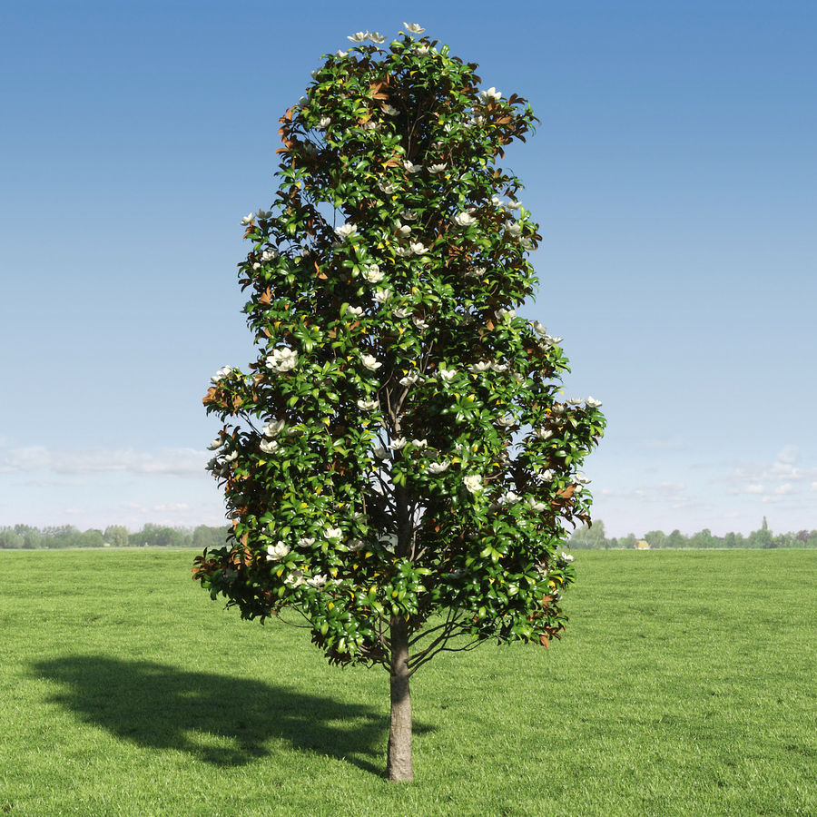 árbol de magnolia 2 los entornos la flora flor jardín vegetación jimd paisaje hoja magnoliaceae modelo planta realista sweetbay virginiana 3D print model - Mito3D