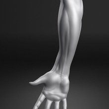 male arm anatomy body character extremities finger forearm hand human limbs man model natural people person realistic syol thumb 3d print model - Mito3D