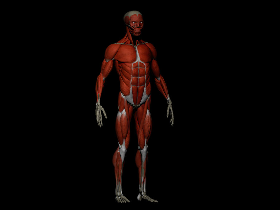 maschio ecorche - anatomia umana ossa muscoli l'anatomia bashdrums corpo l'osso carattere alta modello il muscolo muscolatura poli zbrush 3D print model - Mito3D