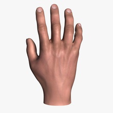 männliche hand Anatomie arm Körper Charakter cyberworlduser Extremitäten finger Spiel Jungs hoch Mensch Gliedmaßen Männlich Mann Modell Nagel Menschen photorealisti quad realistisch sind res Skelett textur 3d print model - Mito3D